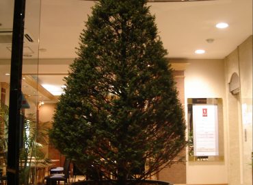クリスマスになると、どこでもツリーの話題でもちきりです。3m以上の大きなモミもご用意できます。